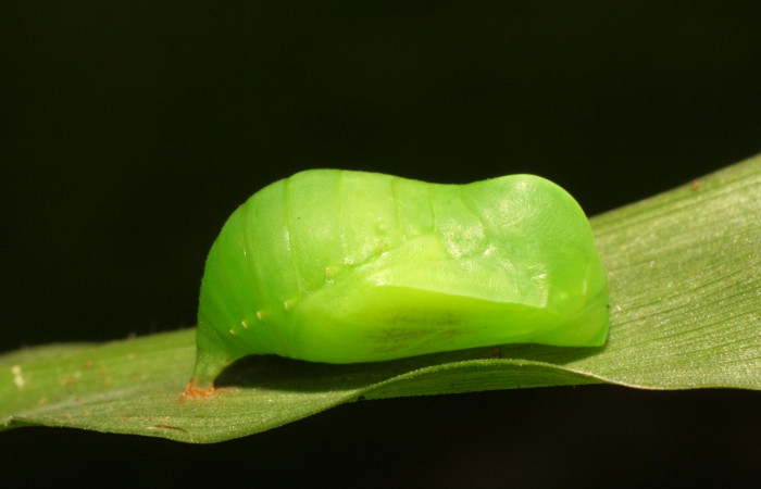 Figura 14. Pupa de <i>Pareuptychia</i> metaleucaDHJ02 (Nymphalidae), vista dorsal, localidad Estación Pitilla Sector Pitilla ACG (675m). Voucher: 11-SRNP-32993-DHJ484667.jpg.