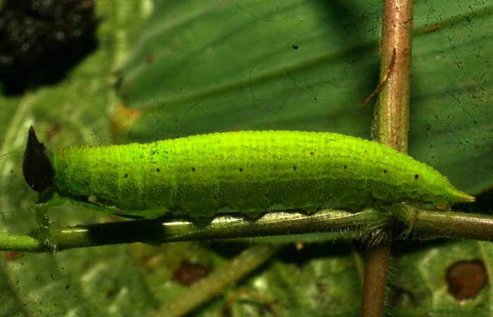 Figura 12. Larva <i>Pareuptychia</i> metaleucaDHJ02 (Nymphalidae), en último estadío (U), vista lateral, localidad Estación Pitilla Sector Pitilla ACG (675m). Voucher: 11-SRNP-33109-DHJ484591.jpg.