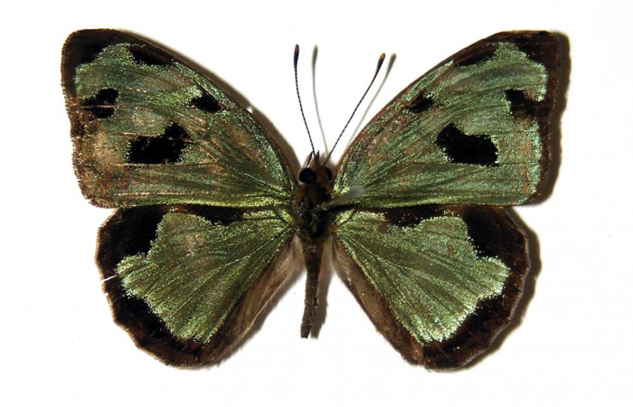 Fig 9. Adulto <i>Dynamine postverta</i>, familia (Nymphalidae), vista dorsal, en alas abiertas mide 34 mm. Voucher 04-SRNP-45295-DHJ97500.
