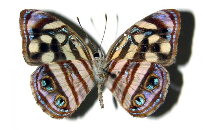 Fig 10. Adulto <i>Dynamine postverta</i>, familia (Nymphalidae), vista ventral, en alas abiertas mide 34 mm. Sector Cacao. Voucher 04-SRNP-45295-DHJ97501.