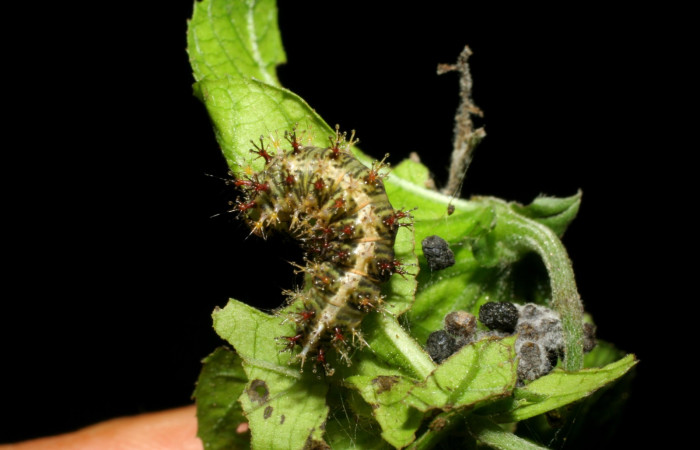 Fig 11. <i> Dynamine</i> mexicanaDHJ02, vista dorsal, último estadio.  En planta hospedera Dalechampia cissifolia, de la familia (Euphorbiaceae). Estación Biológica Pitilla. Voucher 06-SRNP-31363-DHJ412495.jpg