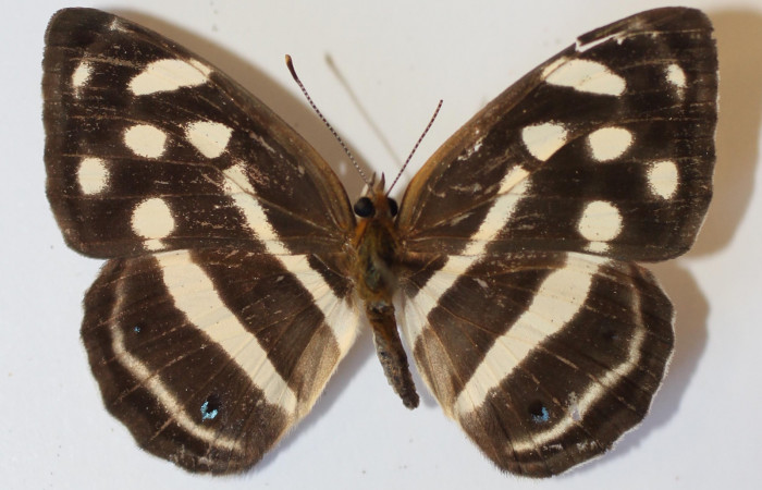 Fig 12. Adulto <i>Dynamine</i> mexicanaDHJ02, vista dorsal.  Voucher 13-SRNP-65210-DHJ583604.