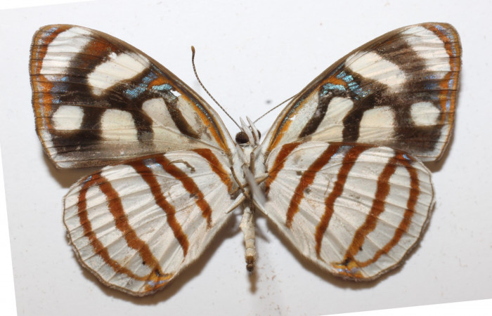Fig 16. Adulto <i>Dynamine sosthenes</i>, Nymphalidae. Vista ventral.  Voucher 18-SRNP-20358-DHJ947253.