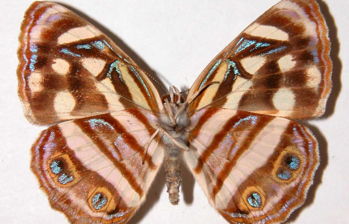 Fig 8. Adulto <i>Dynamine postverta</i>, familia (Nymphalidae) vista ventral, en alas abiertas mide 32 mm. Sector Santa Rosa. Voucher 83-SRNP-1428-DHJ38667.