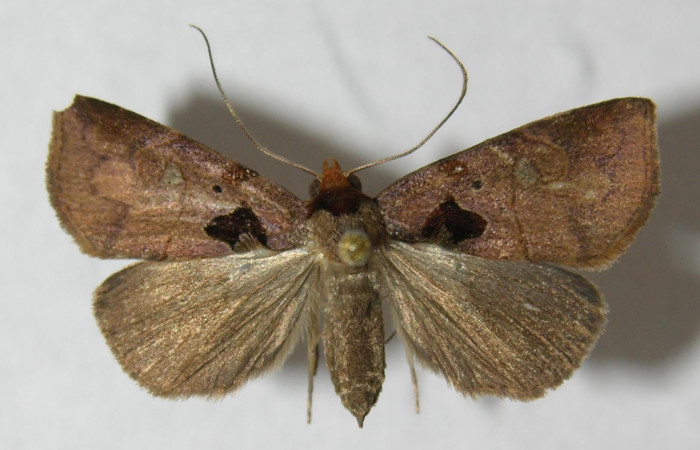 Fig.1 Vista dorsal, <i>Lephana muffula</i> (Erebidae), eclosionó 21 julio 2012, Sector El Hacha, Estación Los Almendros, 290mts. (12-SRNP-21285-DHJ567628).
