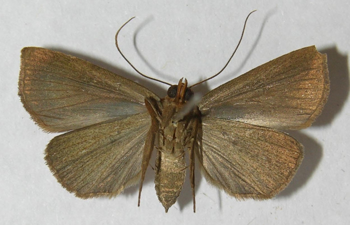 Fig.2 Vista ventral, <i>Lephana muffula</i> (Erebidae), eclosionó 21 julio 2012, Sector El Hacha, Estación Los Almendros, 290mts. (12-SRNP-21285-DHJ567629).