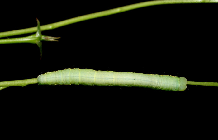 Fig.4 Vista dorsal, <i>Lephana muffula</i> (Erebidae), se colectó 01 diciembre 2007, Sector Mundo nuevo, Vado Miramonte, 305mts. (07-SRNP-60751-DHJ435103.jpg).
