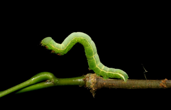 Fig.5 Vista lateral, <i>Lephana muffula</i> (Erebidae), se colectó 01 diciembre 2007, Sector Mundo nuevo, Vado Miramonte, 305mts. (07-SRNP-60751-DHJ435100.jpg).
