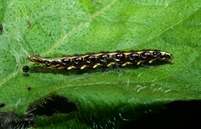 Figura 1. Larva <i>Hyalorista exuvialis</i> (Crambidae), color morado con rayas amarillas en el dorso, rayas amarillas en borde de las patas, posición lateral, mide 19 mm aproximadamente. Planta hospedera <i>Hyptis obtusifolia</i>, (Lamiaceae). Voucher: 09-SRNP-1995-DHJ453973.jpg.