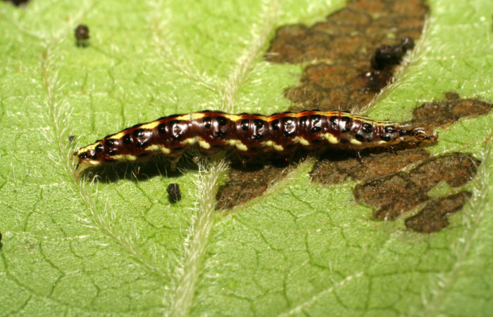 Figura 12. Larva <i>Hyalorista</i>exuvialisDHJ02 (Crambidae), color morado con rayas amarillas en el dorso, rayas amarillas en borde de las patas, posición lateral, mide 21 mm aproximadamente. Planta hospedera <i>Hyptis obtusifolia</i>, (Lamiaceae). Voucher: 06-SRNP-41804-DHJ414452.jpg.