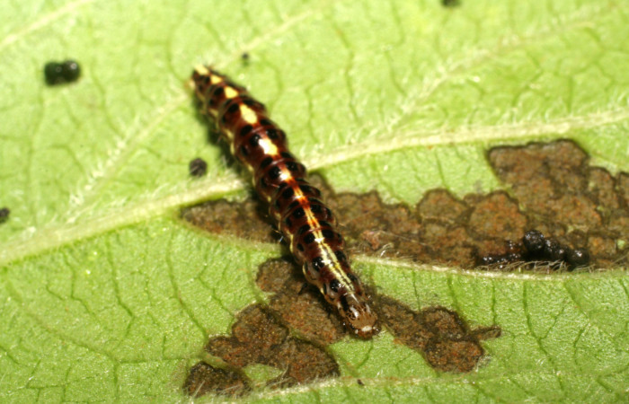 Figura 13. Larva <i>Hyalorista</i>exuvialisDHJ02 (Crambidae), color morado con rayas amarillas en el dorso, rayas amarillas en borde de las patas, posición frontal, mide 21 mm aproximadamente. Planta hospedera <i>Hyptis obtusifolia</i>, (Lamiaceae). Voucher: 06-SRNP-41804-DHJ414453.jpg.