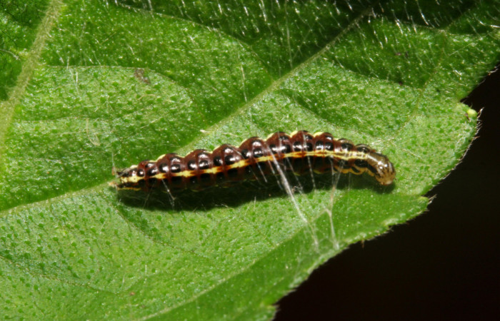 Figura 16. Larva <i>Hyalorista exuvialis</i>DHJ04 (Crambidae), color morado con rayas amarillas en el dorso, rayas amarillas en borde de las patas, posición dorsal, mide 21 mm aproximadamente. Planta hospedera <i>Hyptis obtusifolia</i>, (Lamiaceae). Voucher: 09-SRNP-280-DHJ450266.jpg.