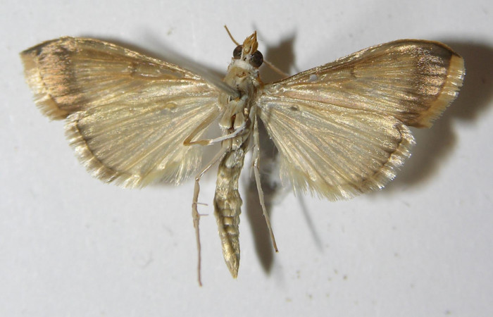 Figura 18. Adulto hembra <i>Hyalorista</i>exuvialisDHJ04 (Crambidae) posición dorsal, mide 21mm. Voucher: 11-SRNP-4261-DHJ559563.