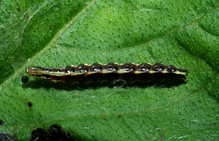 Figura 2. Larva <i>Hyalorista exuvialis</i> (Crambidae), color morado con rallas amarillas en el dorso, rayas amarillas en borde de las patas, posición dorsal, mide 19 mm aproximadamente. Planta hospedera <i>Hyptis obtusifolia</i>, (Lamiaceae). Voucher: 09-SRNP-1995-DHJ453972.jpg.