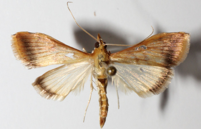 Figura 20. Adulto hembra <i>Hyalorista</i>exuvialisDHJ04 (Crambidae) posición dorsal, mide 21mm. Voucher: 14-SRNP-31671-DHJ901620