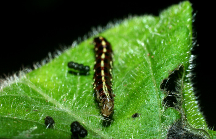 Figura 3. Larva <i>Hyalorista exuvialis</i> (Crambidae), color morado con rayas amarillas en el dorso, rayas amarillas en borde de las patas, posición frontal, mide 19 mm aproximadamente. Planta hospedera <i>Hyptis obtusifolia</i>, (Lamiaceae). Voucher: 09-SRNP-1995-DHJ453974.jpg.