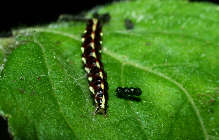 Figura 4. Larva <i>Hyalorista exuvialis</i> (Crambidae), color morado con rayas amarillas en el dorso, rayas amarillas en borde de las patas, posición atrás, mide 19 mm aproximadamente. Planta hospedera <i>Hyptis obtusifolia</i>, (Lamiaceae). Voucher: 09-SRNP-1995-DHJ453975.jpg.