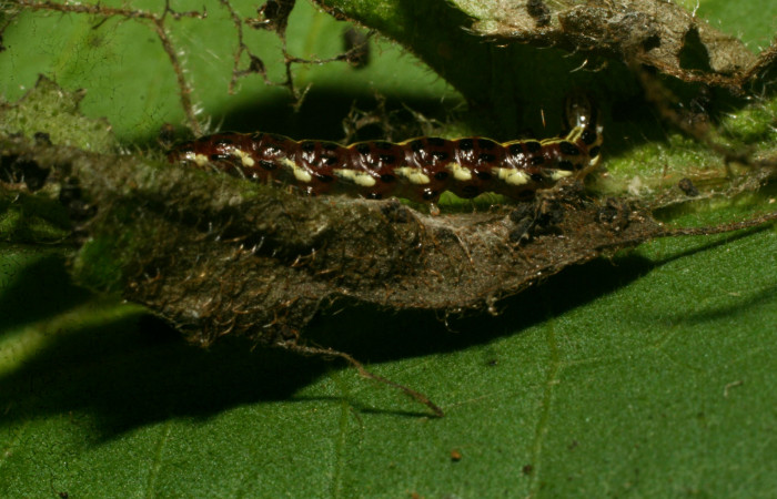 Figura 5. Larva <i>Hyalorista exuvialis</i> (Crambidae), color morado con rayas amarillas en el dorso, rayas amarillas en borde de las patas, posición lateral, mide 18 mm aproximadamente. Planta hospedera <i>Hyptis obtusifolia</i>, (Lamiaceae). Voucher: 09-SRNP-33114-DHJ466220.jpg.