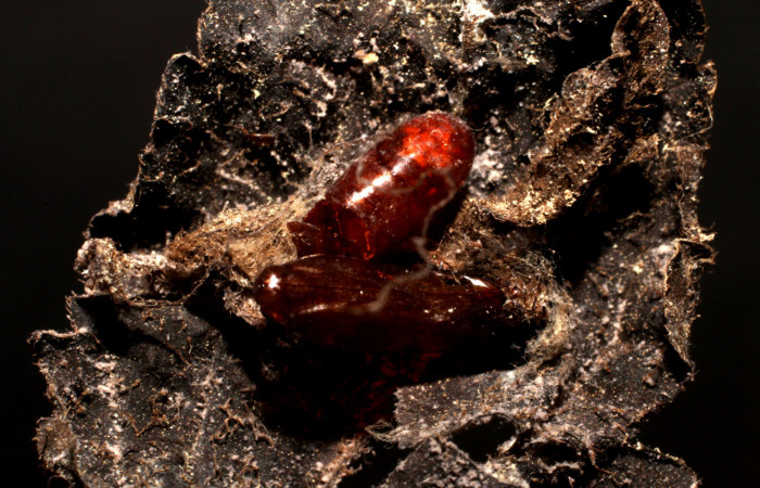 Figura 8. Pupario de Tachinidae eclosionado <i>Pseudochaeta</i> Wood03DHJ05 (Tachinidae), color café. Voucher: 10-SRNP-552-DHJ495962.jpg.