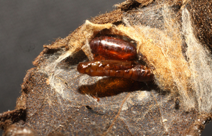 Figura 9. Pupario de Tachinidae eclosionado <i>Pseudochaeta</i> Wood03DHJ05 (Tachinidae), color café. Voucher: 09-SRNP-1572-DHJ476119.jpg.