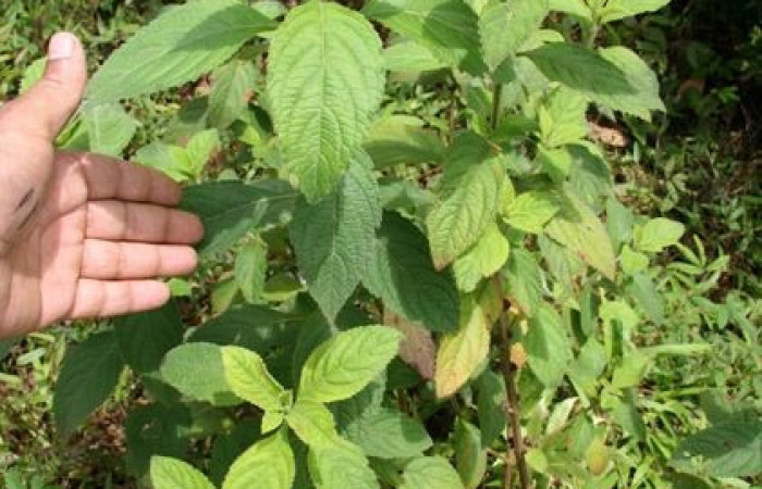 Figura 22. Planta hospedera, hierba parte enfocada arbusto <i>Hyptis obtusifolia</i> (Lamiaceae), planta donde se alimenta la larva <i>Hyalorista exuvialis</i> (Crambidae). Foto tomada por Jorge Hernandez,el 20 de Mayo de 2009, Estacion biológica Caribe.
