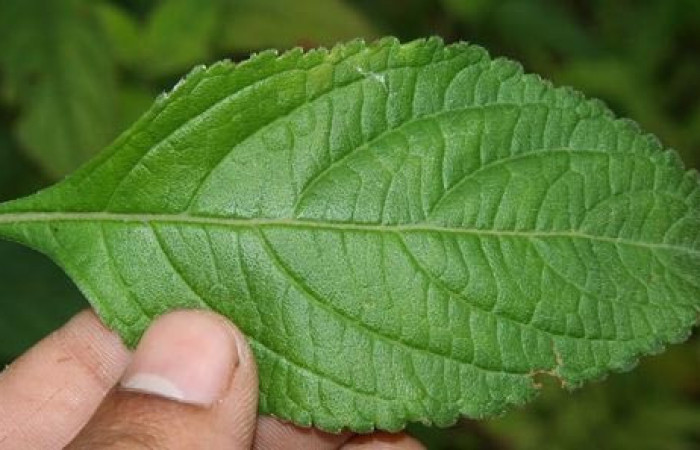 Figura 24. Planta hospedera, hierba parte enfocada has <i>Hyptis obtusifolia</i> (Lamiaceae), planta donde se alimenta la larva <i>Hyalorista exuvialis</i> (Crambidae). Foto tomada por Jorge Hernandez,el 20 de Mayo de 2009, Estacion biológica Caribe.