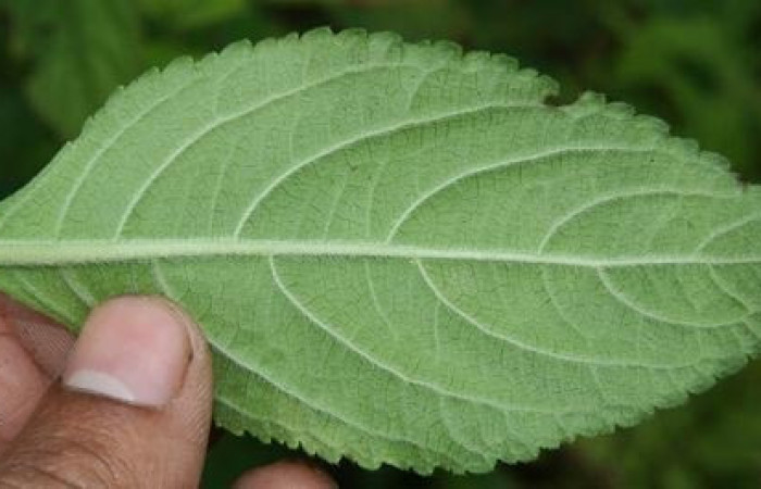 Figura 25. Planta hospedera, hierba parte enfocada enves <i>Hyptis obtusifolia</i> (Lamiaceae), planta donde se alimenta la larva <i>Hyalorista exuvialis</i> (Crambidae). Foto tomada por Jorge Hernandez,el 20 de Mayo de 2009, Estacion biológica Caribe.