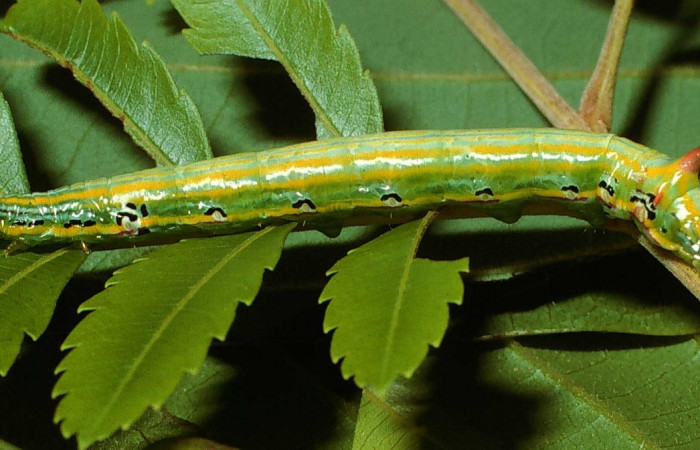 Fig. 13. Larva U estadío <i>Elasmia mandela</i>, posición lateral, Area de Conservación Guanacaste, Sector Santa Elena, Cañon Draga, elevación 290 m.s.n.m.  (02-SRNP-12911-DHJ68186.jpg).
