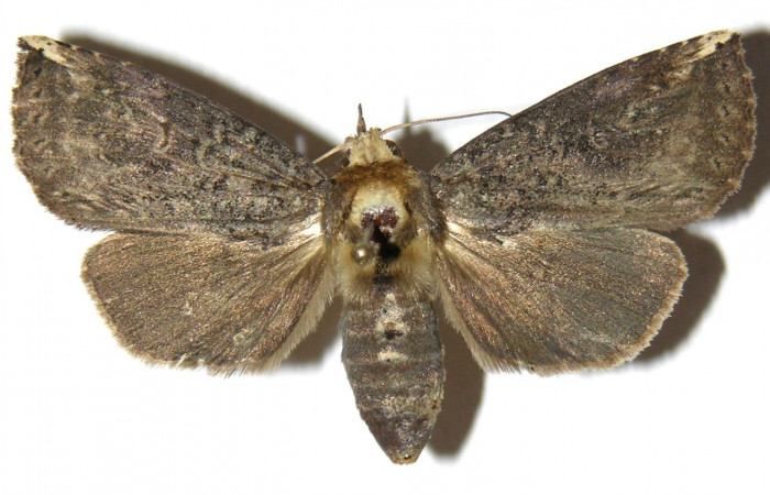Fig. 2. Adulto <i>Elasmia mandela</i>, posición dorsal, hembra, Area de Conservación Guanacaste, Sector Mundo Nuevo, Estación La Perla, elevación 325 m.s.n.m.  (05-SRNP-57332-DHJ311436).