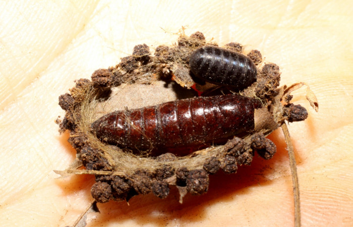 Fig. 23. Pupa <i>Elasmia mandela</i>, posición dorsal, ala par tiene una puparía de mosca, <i>Hyphantrophaga virilis</i>, Area de Conservación Guanacaste, Sector Santa Rosa, Bosque San Emilio, elevación 390 m.s.n.m.  (08-SRNP-14576-DHJ469393.jpg).