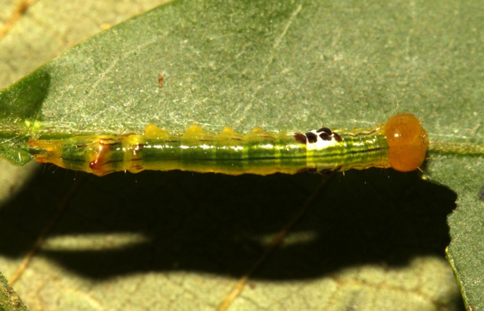 Fig. 7. Larva II estadío <i>Elasmia mandela</i>, posición dorsal, Area de Conservación Guanacaste, Sector Pitilla, Amonias, elevación 390 m.s.n.m.  (16-SRNP-30963-DHJ729981.jpg).