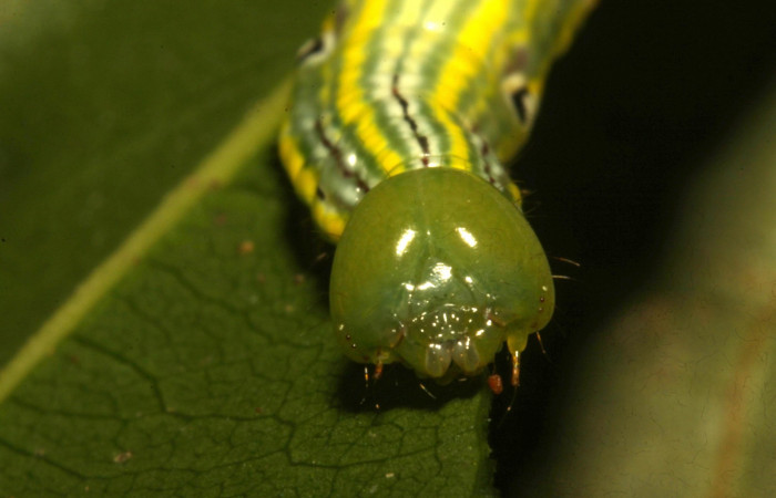 Fig. 16. Larva U estadío <i>Elasmia mandela</i>, posición frontal, Area de Conservación Guanacaste, Sector Pitilla, Amonias, elevación 390 m.s.n.m.  (16-SRNP-30964-DHJ29988.jpg).