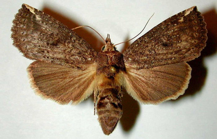 Fig. 1. Adulto <i>Elasmia mandela</i>, posición dorsal, hembra, Area de Conservación Guanacaste, Sector Santa Rosa, Bosque San Emilio, elevación 300 m.s.n.m.  (90-SRNP-1056.2-DHJ32324).