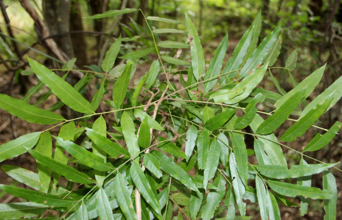 Fig. 25. Planta que come <i>Elasmia mandela</i>, Familia, Sapindaceae, <i>Thouinidium decandrum</i>, posición haz, (parte de arriba)  Area de Conservación Guanacaste, Sector Santa Rosa, Bosque San Emilio, elevación 390 m.s.n.m. (Foto Harry.Ramirez Nov. 2018)