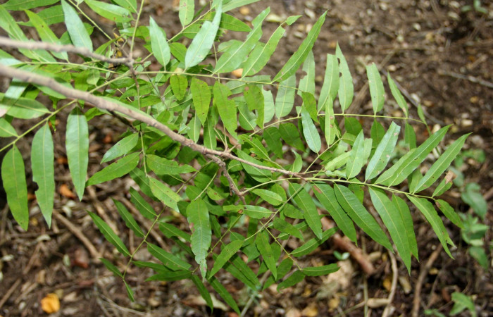 Fig. 26. Planta que come <i>Elasmia mandela</i>, Familia, Sapindaceae, <i>Thouinidium decandrum</i>, posición envés, (parte de abajo)  Area de Conservación Guanacaste, Sector Santa Rosa, Bosque San Emilio, elevación 390 m.s.n.m. (Foto Harry.Ramirez Nov. 2018)