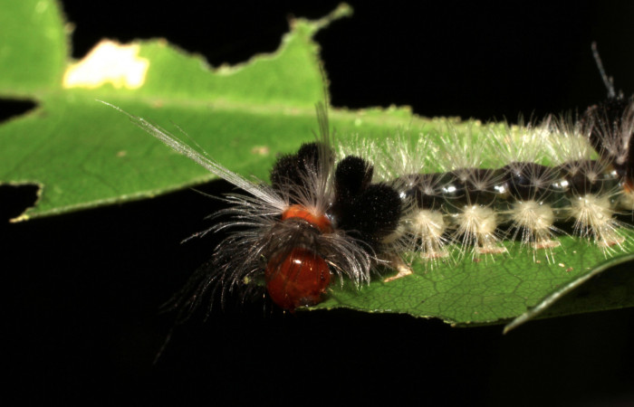 Fig. 12 Larva <i>Xanthyda drucei</i>, Erebidae mostrando la parte frontal. Voucher: 11-SRNP-12777-DHJ494052.jpg.