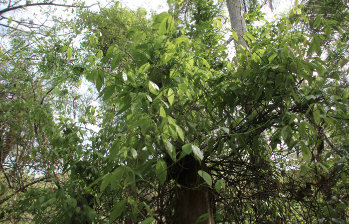 Fig. 13 Planta <i>Paullinia cururu</i> (Sapindaceae), hospedera de la larva <i>Xanthyda drucei</i>, (Erebidae), Sector Mundo Nuevo. Foto Elieth cantillano. 29 Mayo 2022.