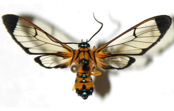 Fig.1 Adulto <i>Xanthyda drucei</i>, Erebidae hembra, mostrando la parte dorsal. Voucher: 04-SRNP-56357-DHJ316880.