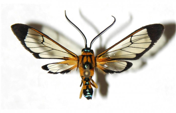 Fig.3 Adulto <i>Xanthyda drucei</i>, Erebidae macho mostrando la parte dorsal. Voucher: 04-SRNP-56360-DHJ316882.