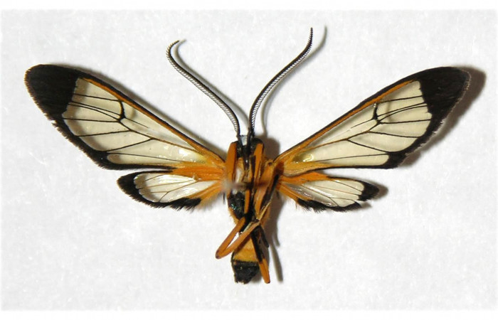 Fig.4 Adulto <i>Xanthyda drucei</i>, Erebidae macho mostrando la parte ventral. Voucher: 04-SRNP-56360-DHJ316883.