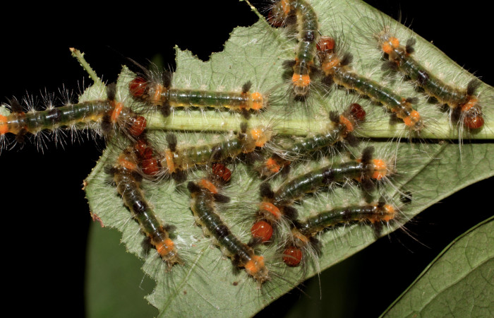 Fig. 5 Larva <i>Xanthyda drucei</i>, Erebidae mostrando la parte dorsal entero. Voucher: 11-SRNP-12777-DHJ494040.jpg.