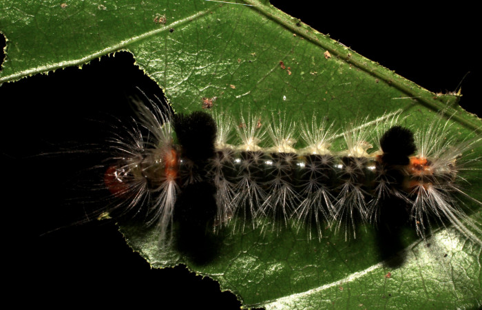 Fig. 6 Larva <i>Xanthyda drucei</i>, Erebidae mostrando la parte dorsal entero. Voucher: 11-SRNP-12777-DHJ494044.jpg.