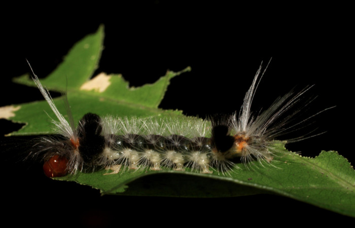 Fig. 9 Larva <i>Xanthyda drucei</i>, Erebidae mostrando la parte lateral. Voucher: 11-SRNP-12777-DHJ494048.jpg.