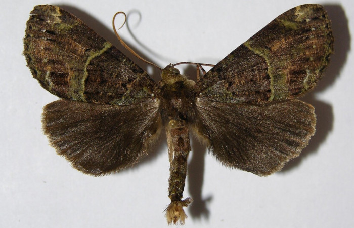 Fig. 16. Macho de I<i>schnopteris</i> bryiferaDHJ01 (Goemetridae), en sus alas anteriores presenta colores oscuros con bandas de color verde color que le facilita camuflarse. Voucher: 00-SRPN-12929-DHJ326478