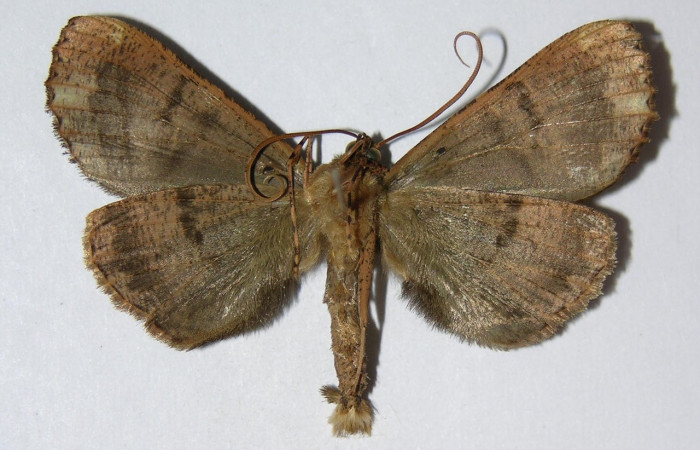 Fig. 17. Macho de <i>Ischnopteris</i> bryiferaDHJ01 (Goemetridae), vista ventral donde predomina el gris y beige. Voucher: 00-SRPN-12929-DHJ326479