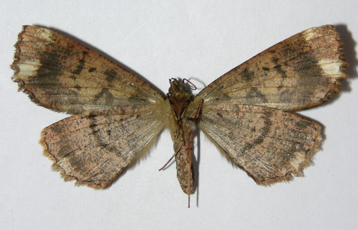 Fig. 19. Hembra de <i>Ischnopteris</i> bryiferaDHJ01 (Goemetridae), vista ventral con colores oscuros similares a los del macho. Voucher: 04-SRPN-55521-DHJ326475.