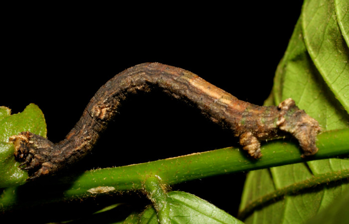 Fig. 11. Larva de <i>Ischnopteris</i> bifinitaDHJ02 (Goemetridae), comiendo <i>Inga sapindoides</i> (Fabaceae).Voucher: 07-SRNP-65677-DHJ431305.