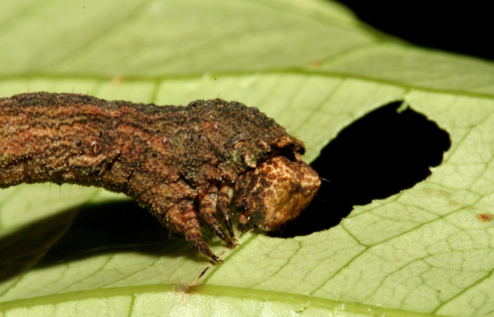 Fig. 9. Larva de <i>Ischnopteris</i> bryiferaDHJ01 (Goemetridae), comiendo <i>Celastrus vulcanicolus</i> (Gesneriaceae). Voucher: 10-SRNP-1753-DHJ468599.