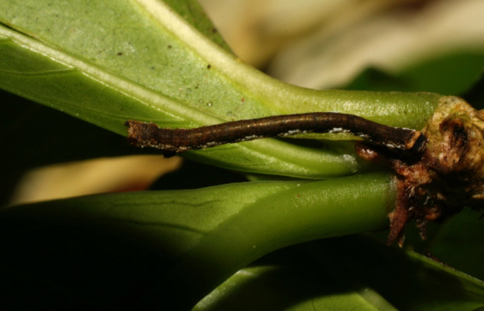 Fig. 3. Larva de <i>Ischnopteris</i> bryiferaDHJ01 (Goemetridae), comiendo <i>Randia grandifolia </i>(Rubiaceae). Voucher: 10-SRNP-35250-DHJ472478.