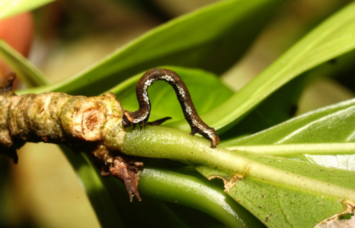 Fig. 2. Larva de <i>Ischnopteris</i> bryiferaDHJ01 (Goemetridae), comiendo <i>Randia grandifolia</i> (Rubiaceae). Voucher: 10-SRNP-35250-DHJ472483.